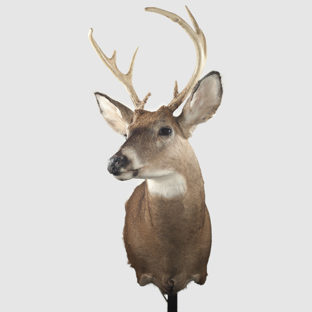 The taxidermy head of a stag