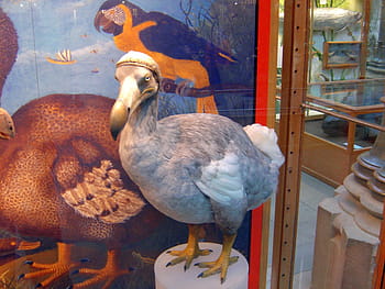 A taxidermy dodo on a plinth