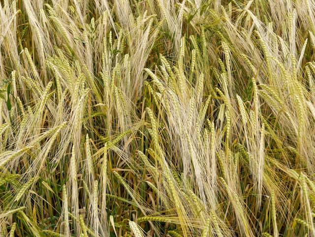 Barley used in making single malt whisky.