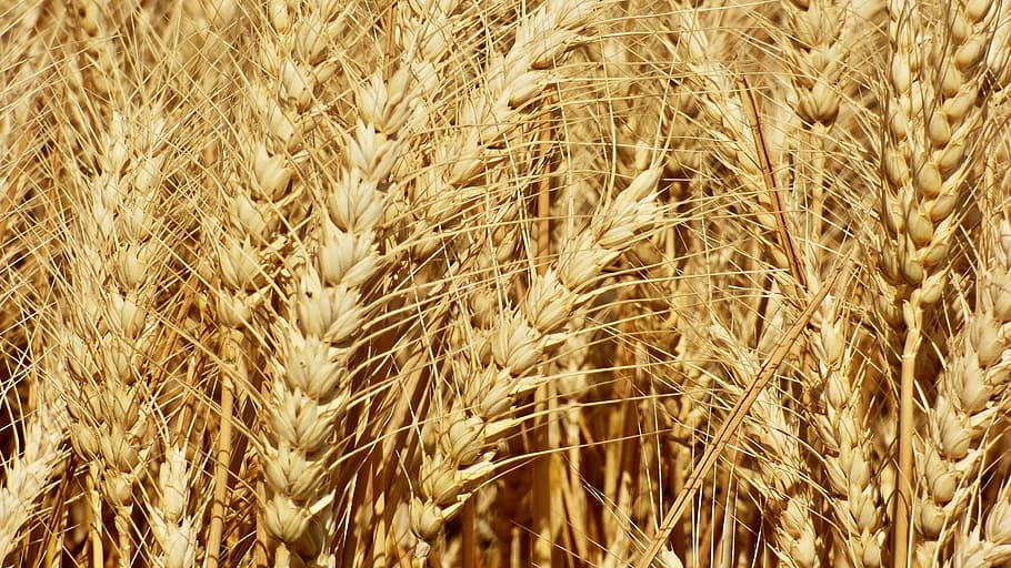 wheat grain Wheat that is often used in the making of single grain whisky.