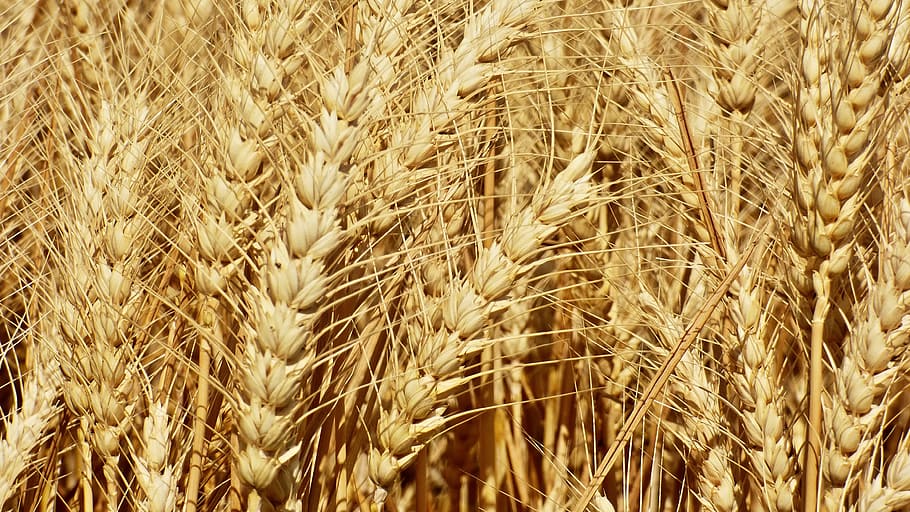 Wheat that is often used in the making of single grain whisky.