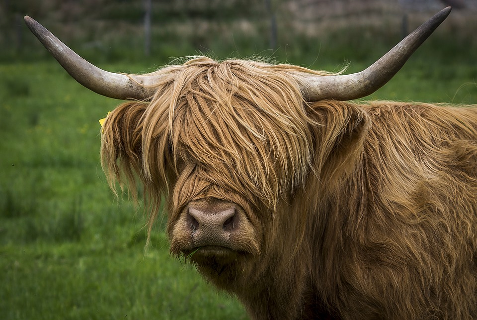 highland cow highland cow