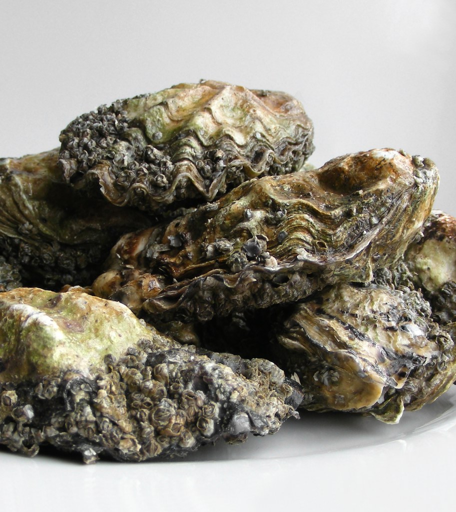 oysters oysters