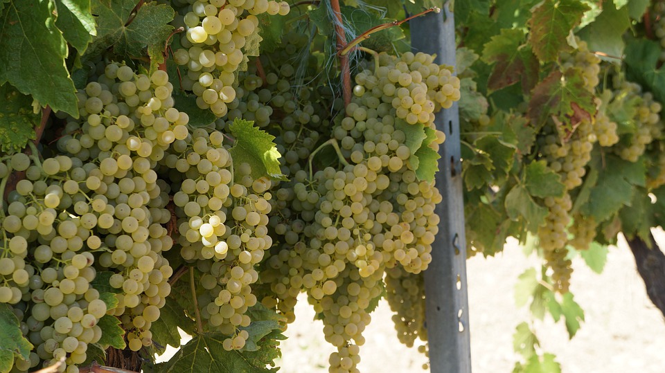 Grapes at a vineyard in Cognac Only six types of grapes can be used to make cognac.