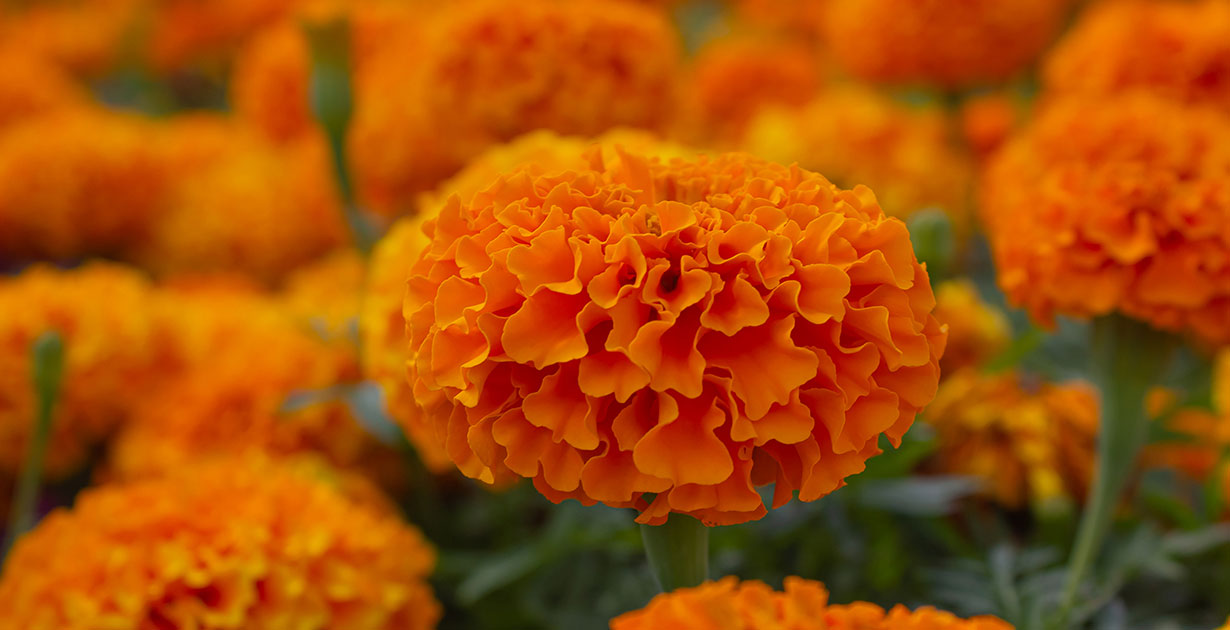 Marigolds are a traditional flower used in Day of the Dead celebrations.