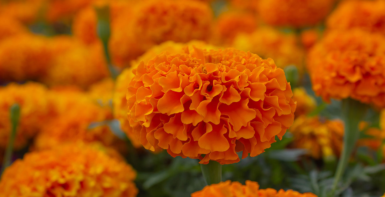 Marigolds Marigolds are a traditional flower used in Day of the Dead celebrations.