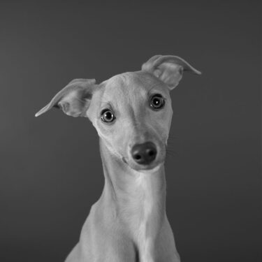 Percy BNW